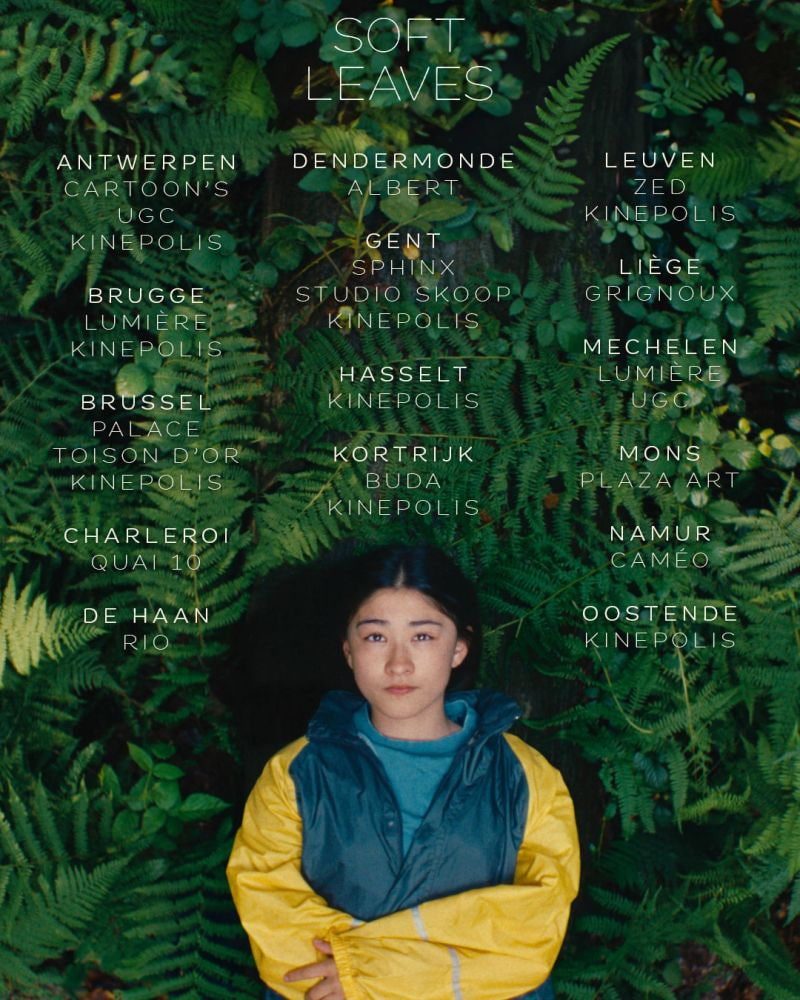 温柔的叶子封面图