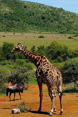 了不起的非洲公园 第一季封面图