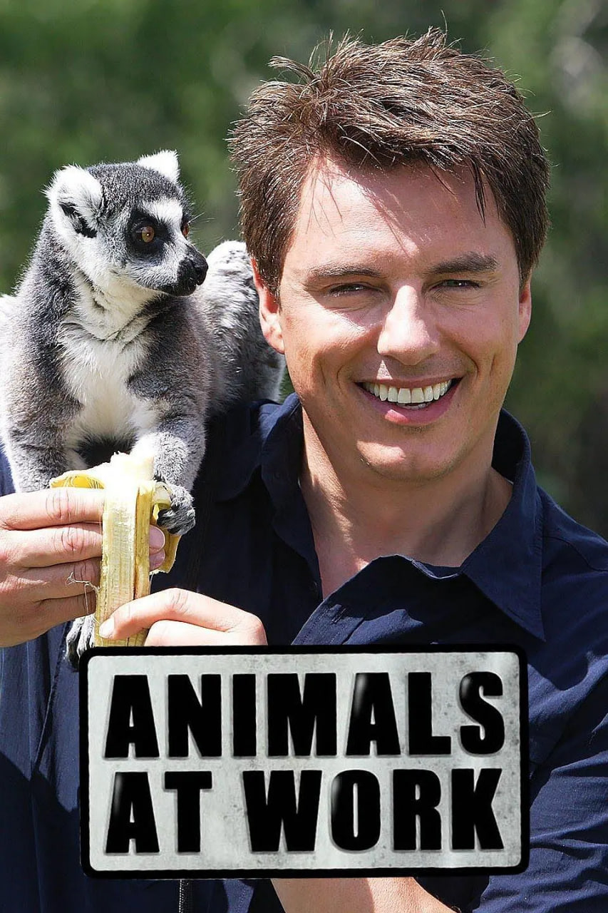 动物打工记封面图